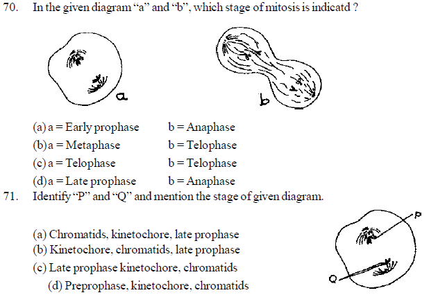 NEET UG Biology Cell Cycle and Cell Divisions MCQs-4