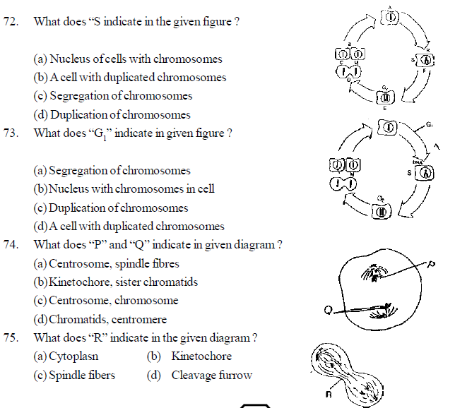 NEET UG Biology Cell Cycle and Cell Divisions MCQs-5
