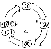 NEET UG Biology Cell Cycle and Cell Divisions MCQs-7