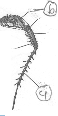 NEET UG Biology Cockroach Comparative Study MCQs