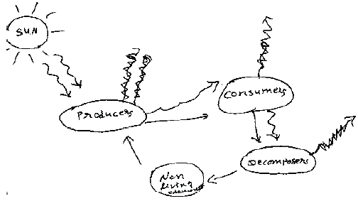 NEET UG Biology Ecosystem MCQs-5