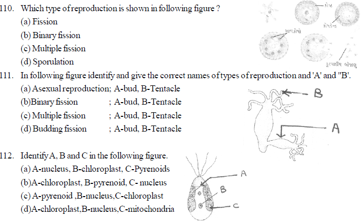 Competitive Exam's MCQ 115. The production of new plant from the maternal plant is called. (CPMT=2003) (a) Vegetative reproduction (b) Cutting (c) Grafting (d) Layering 116. Which of the following plant reproduces by leaf ? (DPMT-2003) (a) Agave (b) Bryophyllum (c) Gladiolus (d) Potato 117. Pollen tube enters the embryo sac through (AIIMS-2004) (a) Any one synergid cell (b) Directly penetrating the egg cell (c) In between one synergid cell and secondary nucleus. (d) The help of antipodal cells. 118. Grafting is impossible in monocot-because (UTTRANCHAL PMT-2004) (a) Vascular bundles are scattered. (b) Meristem is absent (c) Collateral open vascular bundle (d) Radial vascular bundle. 119. If vegetative growth of the plant takes place but flower production does not occur-then what could be the reason for this? (a) Imbalance of hormones (b) Photoperiod (c) Imbalance of sugar in water (d) Irregular transport of solute. 120. What is the name of the technique for the production of large number of top? (a) Top production (b) Organo genesis (c) Micro culture (d) Embryo culture 121. Where does the culture of haploid pollen grain is useful in plant breeding? (a) For production of better hybrid (b) For production of homogametic organisms. (c) For production of disease causing organisms (d) None of this 122. Haploid plants are obtained by culture of- (a) Young leaves (b) Endosperm (c) Pollen grain (d) Root apex 123. Which of the following is associated with vegetative reproduction? (a) Combination of pre existing cytoplasm. (b) Tissue culture (c) Endo static fertilization (d) (a) and (b) Both. 124. With the help of which quick cell division could be induced? (a) By T1 plasmid (b) PBR-32 (c) F-speed (d) By sexual plasmid Downloaded from www.studiestoday.com Downloaded from www.studiestoday.com 344 Questionbank Biology 125. Which auxin is used in callus and suspension culture technique in general? (a) Napthelene acetic acid (b) 2-4 Dichloro acetic acid (c) 2,4,5, Tri phenoxy acetic acid (d) 2,4 dichloro phenoxy acetic acid. 126. Which of the following animal shows longitudinal binary fission? (a) Englena (b) Plasmodium (c) Planaria (d) Paramoecium 127. Identify the mis-match statement regarding post fertilization events from the following statements. (a) Wall of ovary is converted in to pericarp. (b) Outer integument is converted in inner integument (c) Triploid nucleus develops as endosperm (d) Ovary is developed as fruit. 128. In cryptogamic tracheophyte's prothallus the male gamate and an egg are produceed at different time.the reason for this is- (a) Because they possess higher sterility (b) They are produced from cells which are meiotically formed. (c) Because they does not allow self fertilization. (d Because there is no change in their successful fertilization rate. 129. What type of fruit will be produced by fixing the stock of sour juice producing branch on scion of plant having sweet branch? (a) Sweet and fibrous (b) Sweet and juicy (c) Sour and juicy (d) Sour and fibrous 130. How man eggs will be formed from an ovary of a woman,in absence implantation of an embryo? (a) 12 (b) 06 (c) 24 (d) 48 131. Which tissue is required to be present in between stock and scion during grafting? (a) Xylem (b) Phloem (c) Meristem (d) Parenchyma. 132. Where does maturity is observed in the sporophytic stage of the plants? (a) In gemina (b) In primay structures (c) In sporophylls (d) In eggs. 133. If primary spermetocyte have 2n=16 chromosomes during first meiotic division,in such case how many chromatids could be present in each secondary spermatocyte? (a) 32 (b) 8 (c) 16 (d) 24