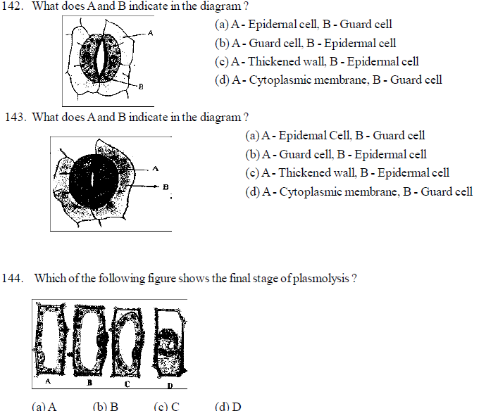 NEET UG Biology Transport in Plants MCQs-3