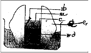 NEET UG Biology Transport in Plants MCQs1