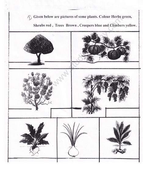 CBSE Class 2 EVS Practice Worksheets (24) Plants 2