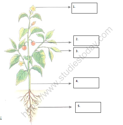 CBSE Class 2 EVS Practice Worksheets (84) - Revision