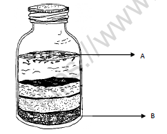 CBSE Class 3 Science Worksheet F