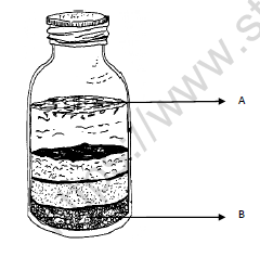 CBSE Class 3 Science Worksheet H