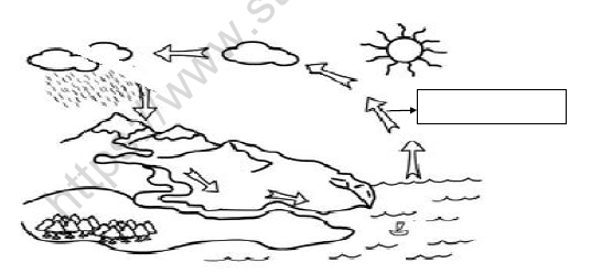 CBSE Class 3 Science Worksheet M