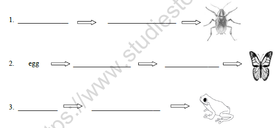 CBSE Class 4 Science Worksheet Set A