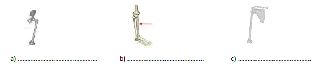 CBSE Class 5 Science Bones And Muscles Worksheet 1