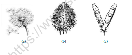 CBSE Class 5 Science Plant Life Worksheet