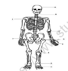 CBSE Class 6 Science Body Movements Worksheet Set B
