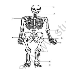 CBSE Class 6 Science Body Movements Worksheet Set B 2