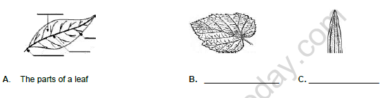 CBSE Class 6 Science Getting to Know Plants Worksheet Set C 2