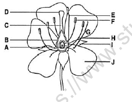 CBSE Class 6 Science Getting to Know Plants Worksheet Set C 3