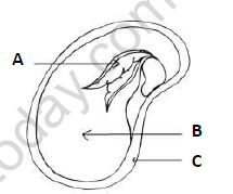 CBSE Class 6 Science Question Paper Set 3 2