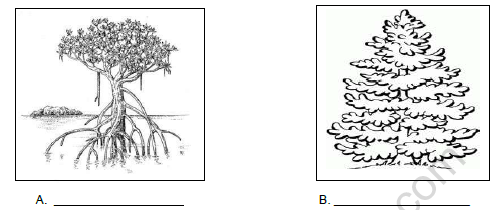 CBSE Class 6 Social Science Climate, Vegetation and Wildlife Worksheet Set A