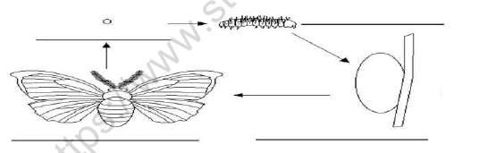 CBSE Class 7 Science Fibre to fabric Set B 1