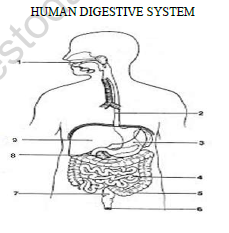 CBSE Class 7 Science Nutrition in Animals Worksheet Set C 1