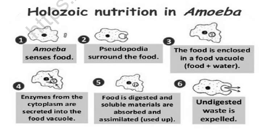 CBSE Class 7 Science Nutrition in Animals Worksheet Set C 2