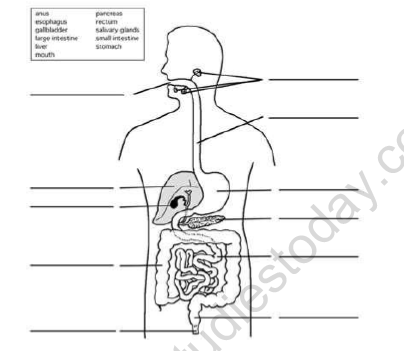 CBSE Class 7 Science Nutrition in Animals Worksheet Set D