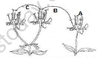 CBSE Class 7 Science Reproduction in plants Worksheet Set C 3