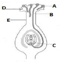 CBSE Class 7 Science Reproduction in plants Worksheet Set C 4