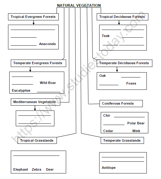 CBSE Class 7 Social Science Natural Vegetation and wild life Worksheet Set B