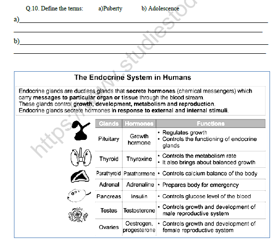 CBSE Class 8 Science Age of Adolescence Worksheet Set A 4