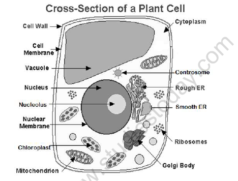 CBSE Class 8 Science Cell Worksheet 1