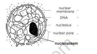 CBSE Class 8 Science Cell Worksheet 2