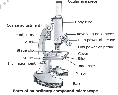 CBSE Class 8 Science Cell and Tissue Notes Set A-