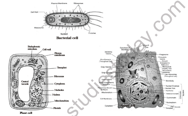 CBSE Class 8 Science Cell and Tissue Notes Set A-1