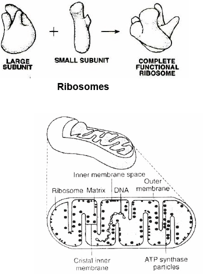 CBSE Class 8 Science Cell and Tissue Notes Set B-