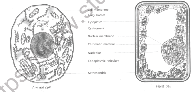 CBSE Class 8 Science Cell and Tissue Notes Set B-1