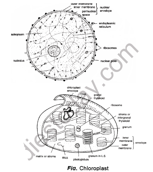 CBSE Class 8 Science Cell and Tissue Notes Set B