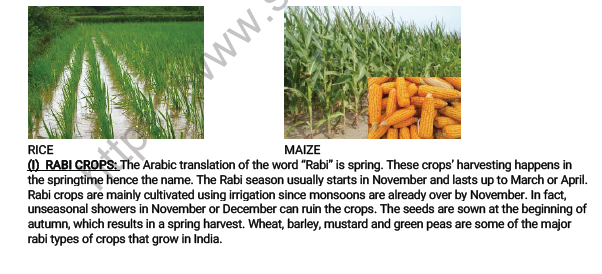 CBSE Class 8 Science Crop Production and Management Worksheet 3