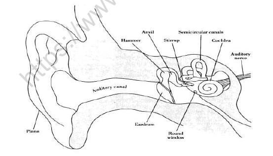 CBSE Class 8 Science Sound Worksheet Set E