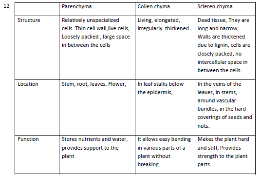 CBSE Class 9 Science Plant Tissues Worksheet Set A 1