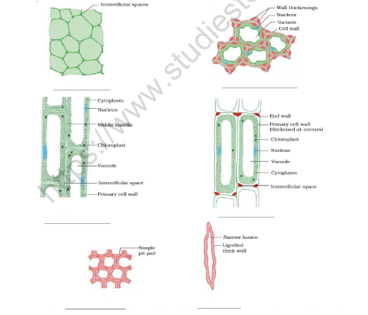 CBSE Class 9 Science Worksheet Set A 1