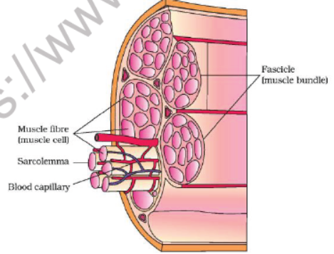 CBSE Class 11 Biology Locomotion and Movement Revision Notes