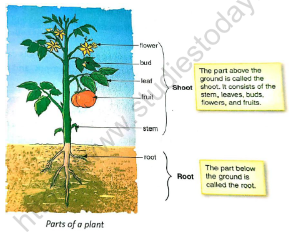 CBSE Class 3 Science Plants Parts and Functions Notes