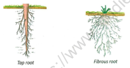 CBSE Class 3 Science Plants Parts and Functions Notes