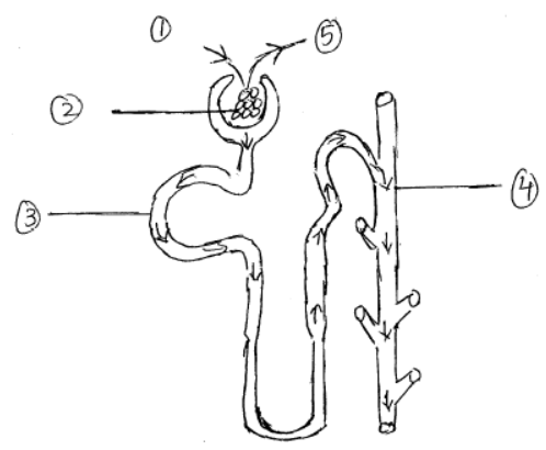 CBSE Class 7 Science Sample Paper Set 3