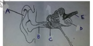 CBSE Class 8 Science Sample Paper Set B