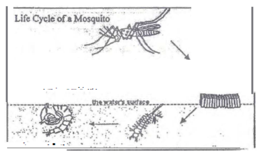 CBSE Class 8 Science Sample Paper Set K