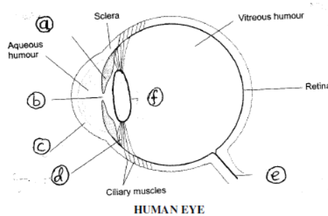 CBSE Class 8 Science Sample Paper Set S