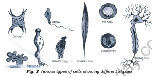 Class 7 Science Cell Structure and Function Advanced Notes