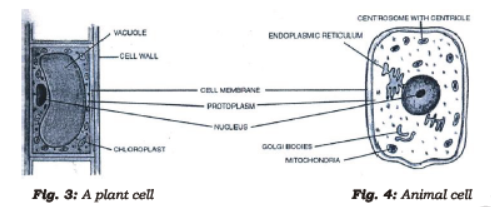 Class 7 Science Cell Structure and Function Advanced Notes